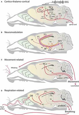 Perspective on the Multiple Pathways to Changing Brain States